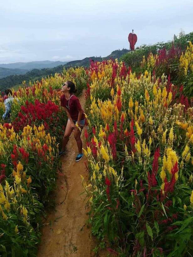 Cebu Highlands: Half-Day Escape with Optional Lunch - Who Will Enjoy This Cebu Highlands Tour?