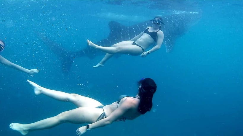 Cebu: Join Whale Shark Swimming & Kawasan Falls Canyoneering - Who should book this Cebu combination tour?