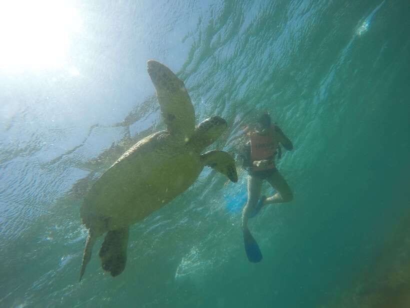 Cebu: Kawasan Canyoneering & Sardines Run and Turtle Chase - Moalboal’s sardines and turtles