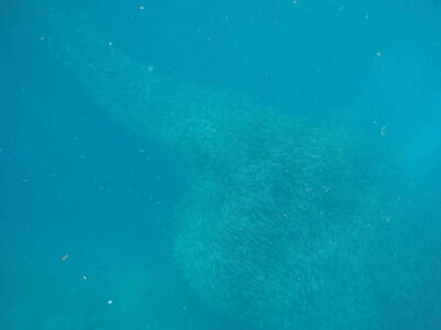 Cebu: Kawasan Canyoneering & Sardines Run and Turtle Chase - The long ride south from Cebu City