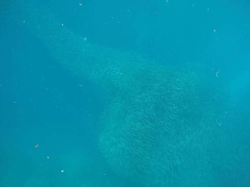 Cebu: Kawasan Canyoneering & Sardines Run and Turtle Chase - The long ride south from Cebu City