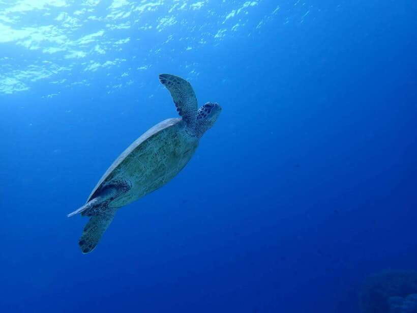 Cebu: Kawasan Canyoning, Moalboal Snorkeling, & Turtles Tour - Moalboal’s turtles and sardine run