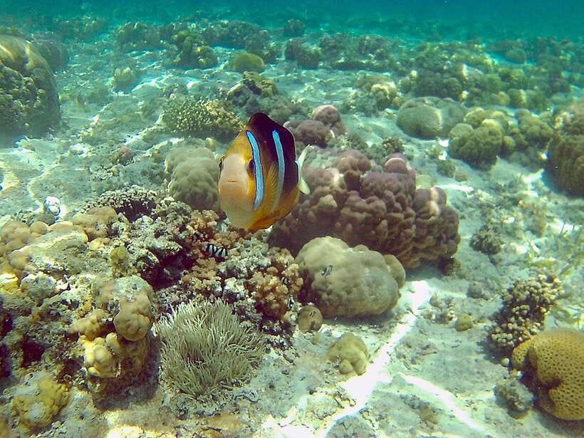Cebu: Mactan Island Hopping Boat Tour with Lunch - The first hour on the water