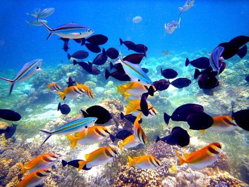 Cebu: Mactan Island Hopping Boat Tour with Lunch - Lunch at Nalusuan and what is included
