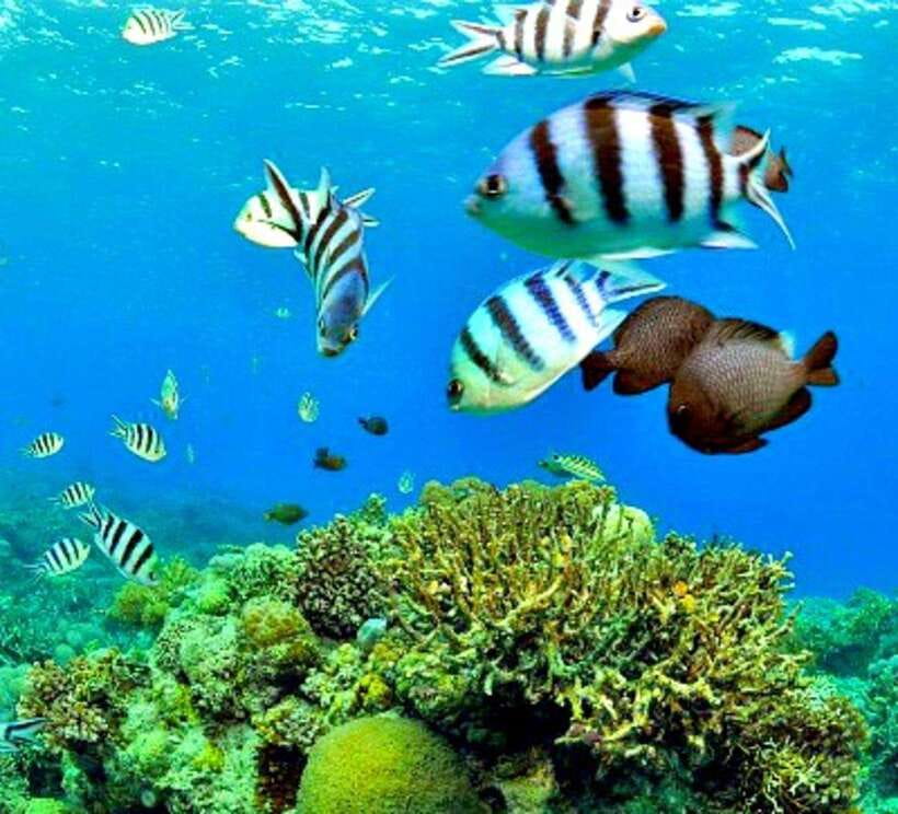 Cebu: Mactan Island Hopping Boat Tour with Lunch - Pickup from Cebu, Mactan, and nearby areas