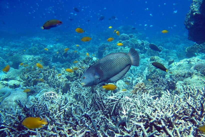 Cebu Mactan Island Hopping + Picnic Lunch (Private Tour) - Caohagan Island for water views and a picnic break
