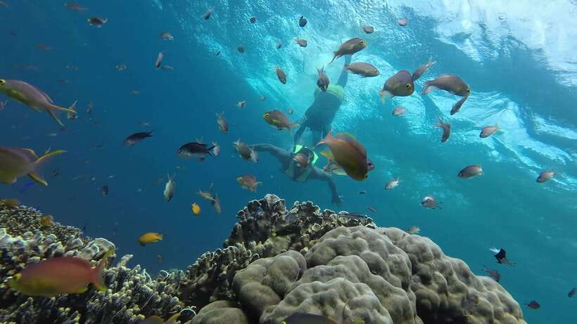 Cebu Moalboal Adventure Combo: Snorkel & Canyoneering +Lunch - Snorkeling with Moalboal’s sardines