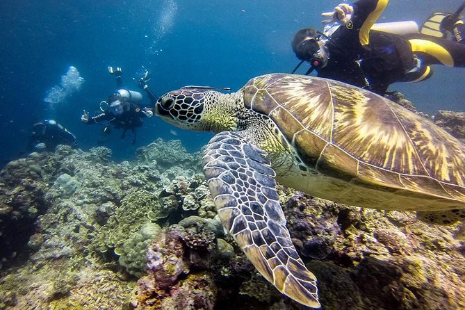 Cebu Moalboal Beach, Sardine Run, Sea Turtle Viewing + Canyoneering Tour - Why Moalboal makes this Cebu day trip special