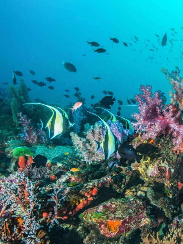 Cebu: Moalboal Island Hopping and Mantayupan Falls Day Trip - Who should book this experience?