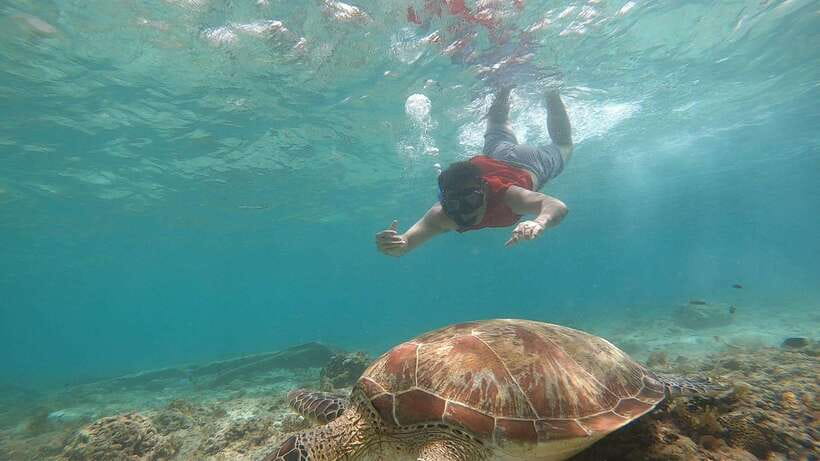 Cebu: Moalboal Island Hopping and Mantayupan Falls Day Trip - Turtle Point and the wildlife encounter