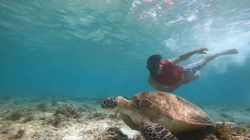 Cebu: Moalboal Island Hopping & Kawasan Falls Adventure - What makes this Cebu day trip worth considering