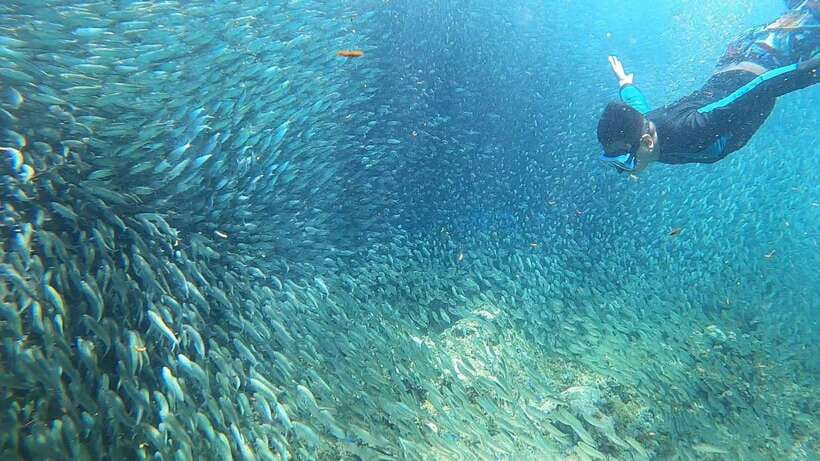 Cebu: Moalboal Island Hopping & Kawasan Falls Adventure - Pescador Island and the first look underwater