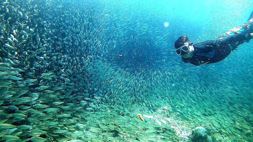 Cebu: Moalboal Sardine Run Snorkeling & Kawasan Canyon Tour - Why this Cebu day trip works