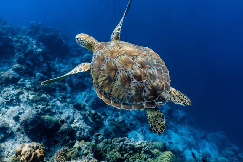 Cebu: Moalboal Sardine Run, Turtles & Oslob Whale Shark Tour - Moalboal and the famous sardine run