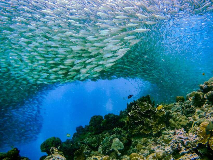 Cebu: Moalboal Sardines and Turtles Snorkeling Tour - The essential details at a glance