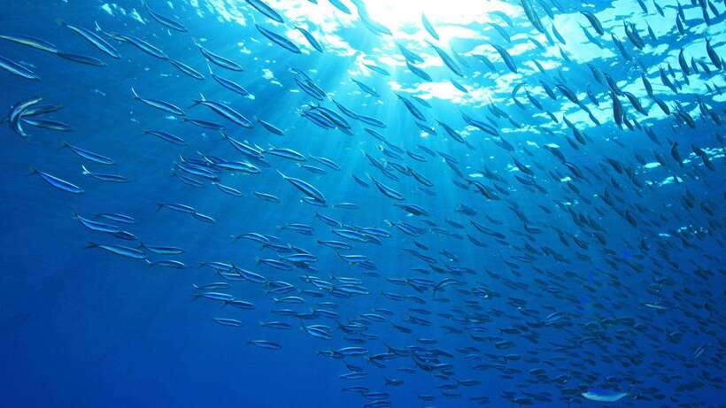 Cebu: Moalboal Sardines and Turtles Snorkeling Tour - Why Moalboal’s sardine run is worth the road trip