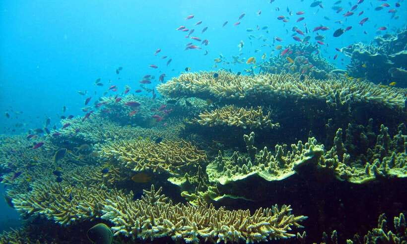 Cebu: Moalboal Sardines and Turtles Snorkeling Tour - Breakfast, lunch, and the small costs that matter