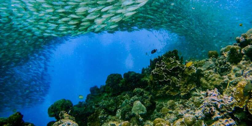 Cebu: Moalboal Sardines and Turtles Snorkeling Tour - Weather, water conditions, and what to pack