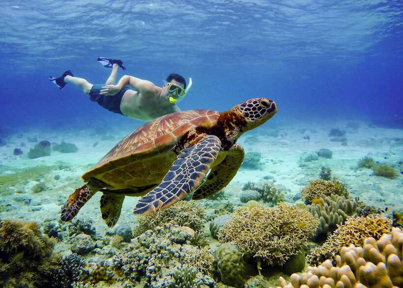 Cebu: Moalboal Sardines and Turtles Snorkeling Tour - Pescador Island and the two-hour water session