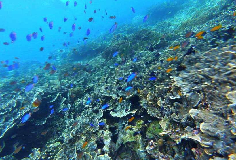 Cebu: Moalboal Sardines Run Snorkel & Kawasan Canyoneering - The guides are part of the value