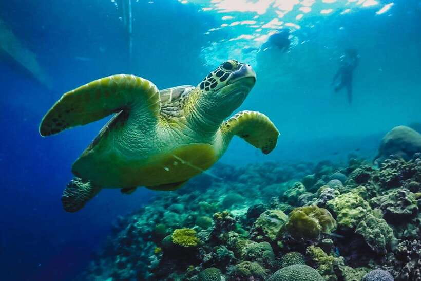 Cebu: Moalboal Sardines Run Snorkel & Kawasan Canyoneering - What to bring, and what not to forget