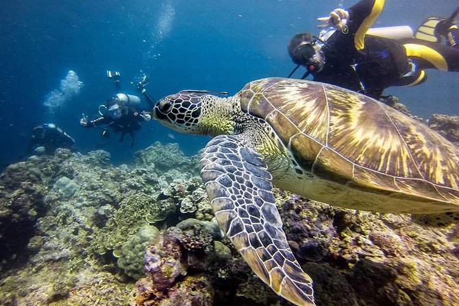 Cebu: Moalboal Sardines, Turtle Snorkeling & Kawasan Canyoneering - Is $139 a fair price?