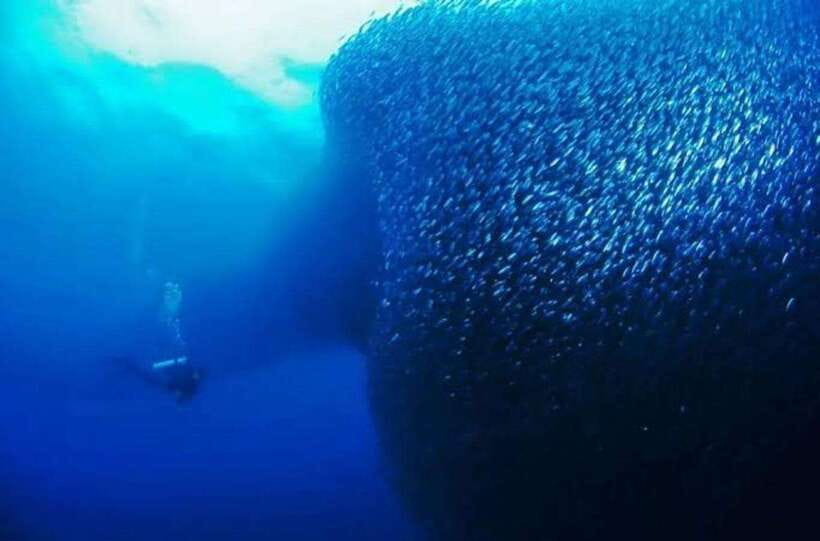 Cebu: Moalboal Scuba Diving, Sardines Run & Pescador Snorkel - Key points before you book