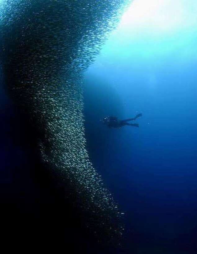 Cebu: Moalboal Scuba Diving, Sardines Run & Pescador Snorkel - Why Moalboal’s sardines are worth the trip