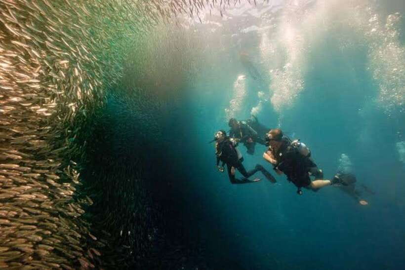 Cebu: Moalboal Scuba Diving, Sardines Run & Pescador Snorkel - The scuba session: what you can expect underwater