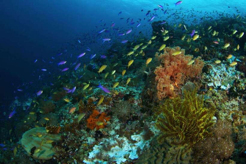 Cebu: Moalboal Scuba Diving, Sardines Run & Pescador Snorkel - Who will enjoy this outing most?
