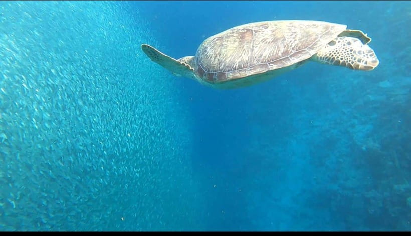 Cebu: Moalboal Scuba Diving, Sardines Run & Pescador Snorkel - Should you book the Moalboal sardine run tour?