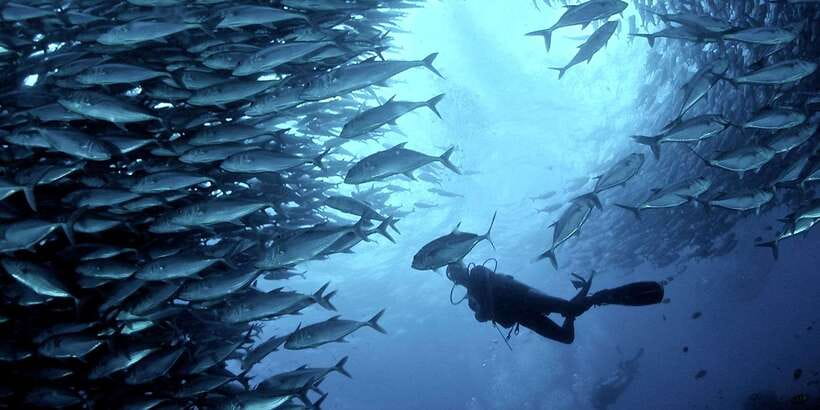 Cebu: Moalboal Scuba Diving with Sardines and Turtle Snorkel - Five things to know before booking