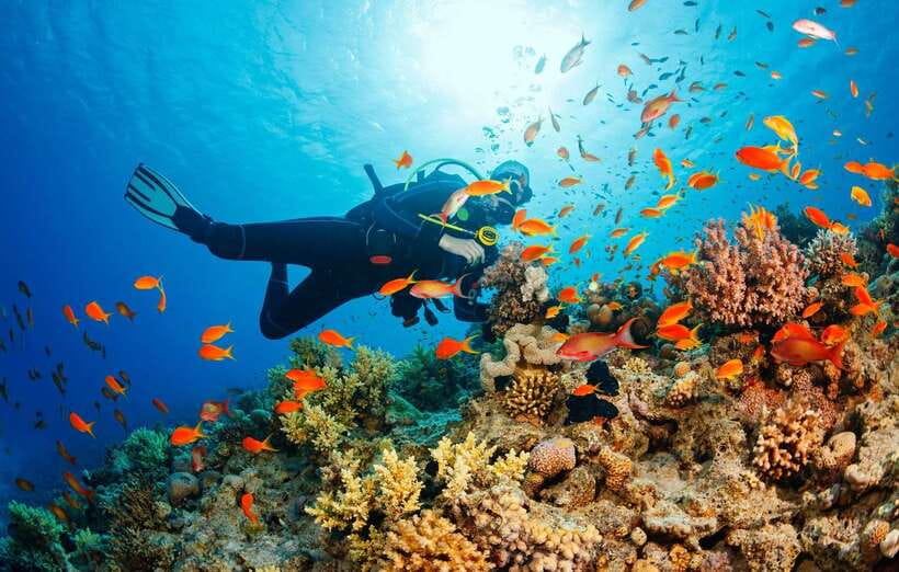 Cebu: Moalboal Scuba Diving with Sardines and Turtle Snorkel - Why Moalboal’s sardine run is the main event