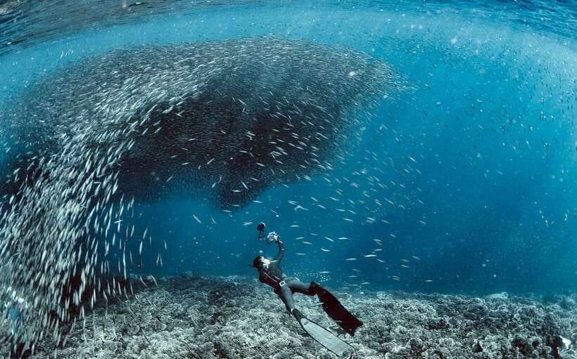 Cebu: Moalboal Scuba Diving with Sardines and Turtle Snorkel - Meeting the sardines with a first-time scuba session