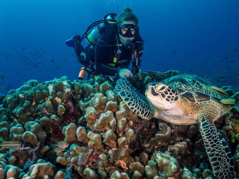 Cebu: Moalboal Scuba Diving with Sardines and Turtle Snorkel - What the $115 price really covers