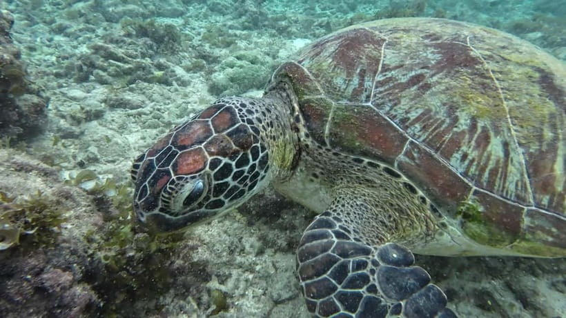 Cebu: Moalboal Snorkeling, Mantayupan Falls & ATV Adventure - Barili ATV riding on rough trails