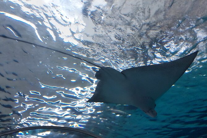 Cebu Ocean Park - The Aquarium Tunnel and Marine Life
