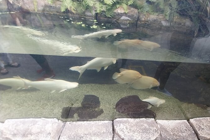 Cebu Ocean Park - Price, Promotions, and Overall Value