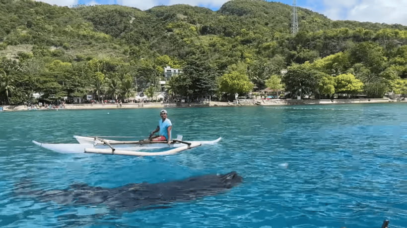 Cebu: Oslob Whale Shark and Moalboal Snorkeling Tour - The key details at a glance