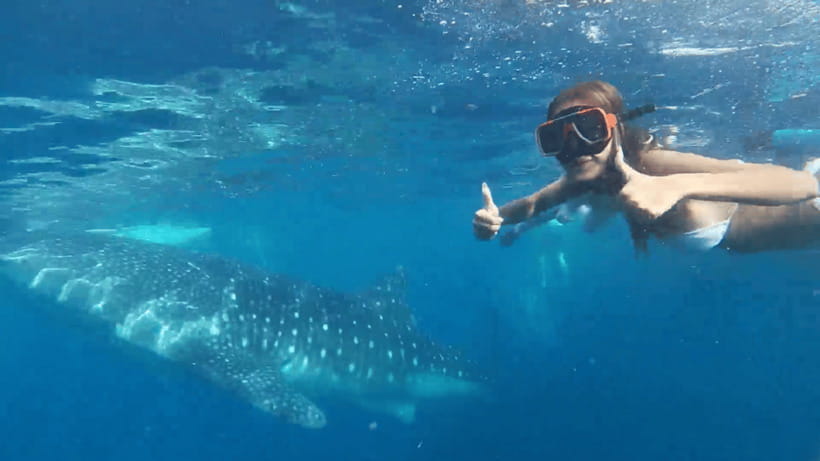 Cebu: Oslob Whale Shark and Moalboal Snorkeling Tour - Why this Cebu combination works