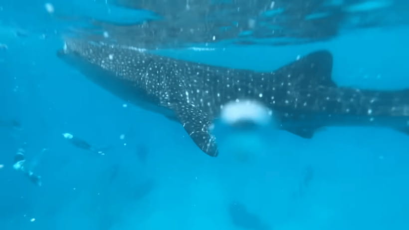 Cebu: Oslob Whale Shark and Moalboal Snorkeling Tour - Oslob whale sharks and the morning wait