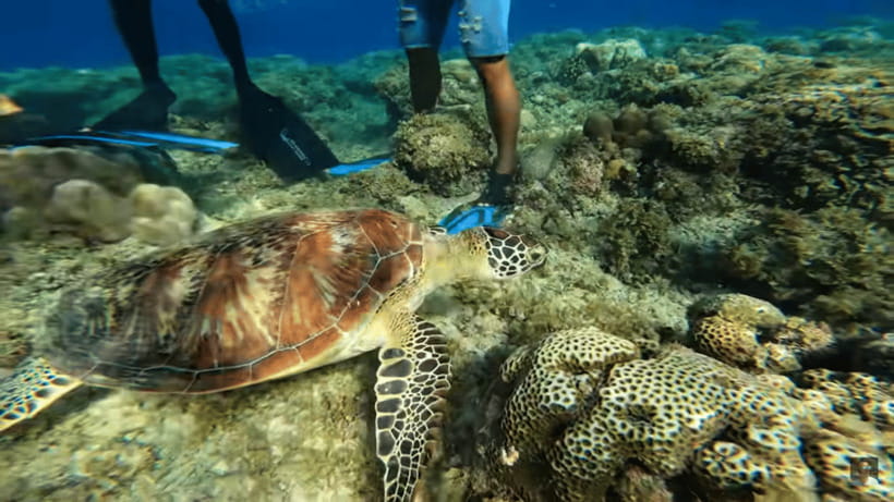 Cebu: Oslob Whale Shark and Moalboal Snorkeling Tour - Moalboal and the sardine run
