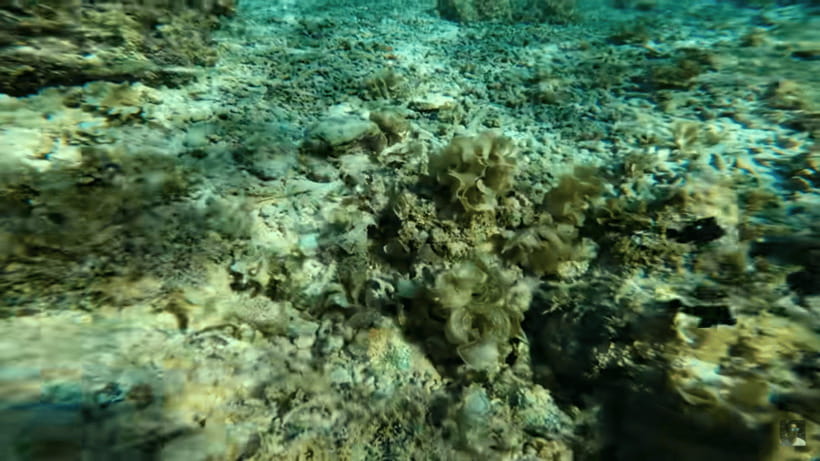 Cebu: Oslob Whale Shark and Moalboal Snorkeling Tour - What the private format adds