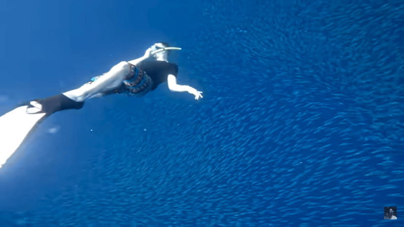 Cebu: Oslob Whale Shark and Moalboal Snorkeling Tour - Safety, conservation, and practical limits