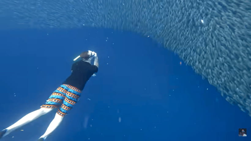 Cebu: Oslob Whale Shark and Moalboal Snorkeling Tour - Who should book this day tour?