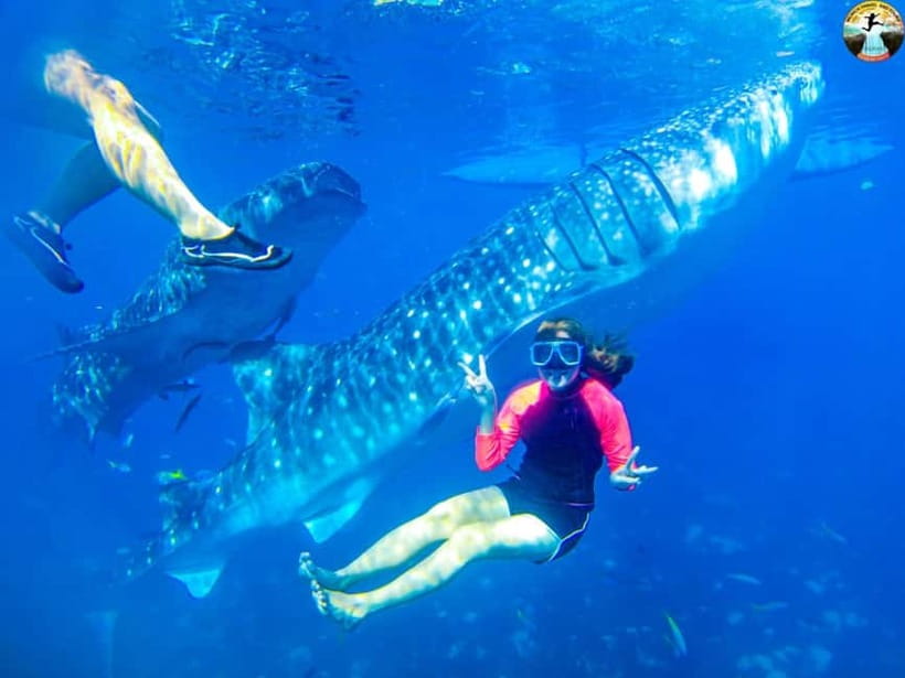 Cebu: Oslob Whale Shark Experience & Kawasan Canyoneering - Key points to know before booking
