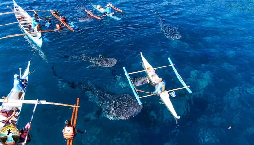 Cebu: Oslob Whale Shark Experience & Kawasan Canyoneering - What the Kawasan Falls canyoneering involves