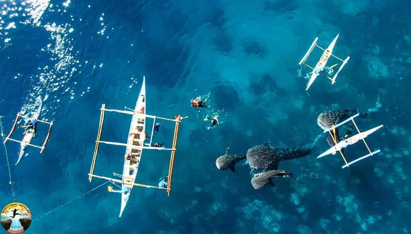 Cebu: Oslob Whale Shark Experience & Kawasan Canyoneering - What $112 includes, and what it does not
