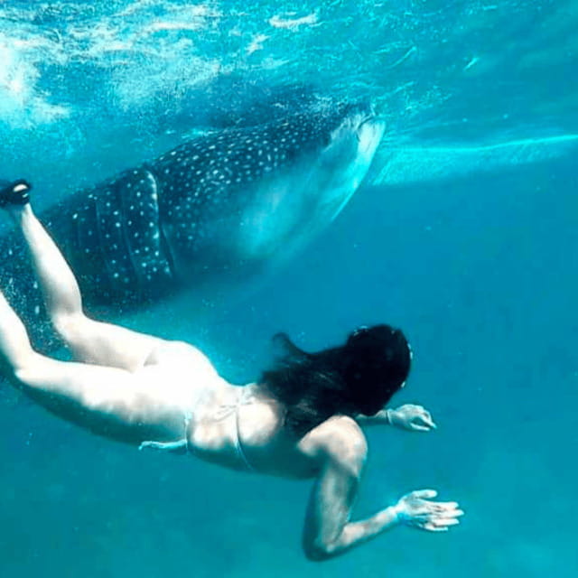Cebu: Oslob Whale Shark, Sumilon, Ruins, Simala Church - Five things to know before booking