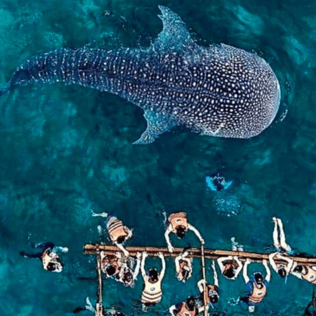 Cebu: Oslob Whale Shark, Sumilon, Ruins, Simala Church - Oslob whale sharks: the main reason to go